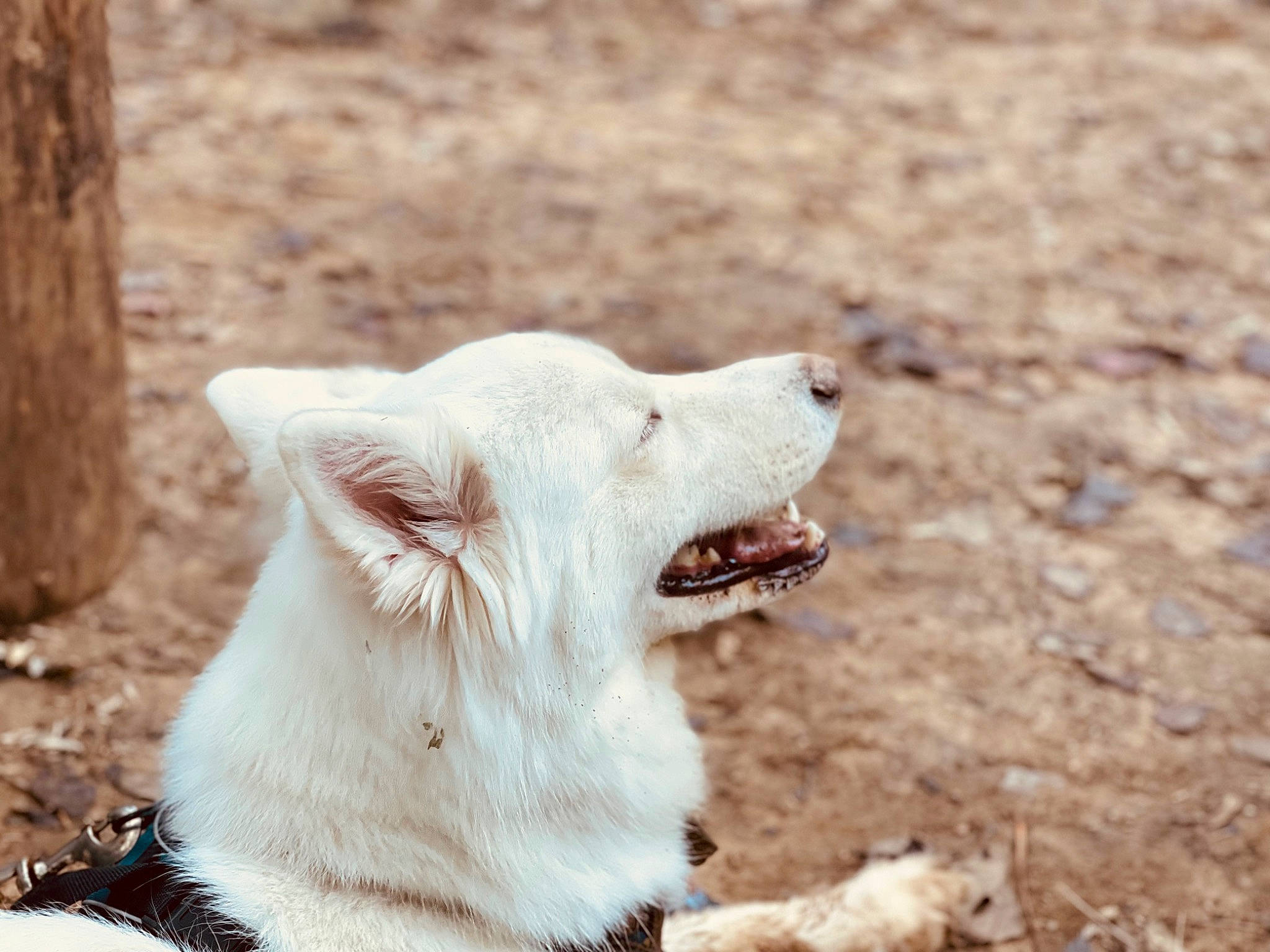Nanuk joined the competition — help win amazing prizes! canidae, canis, carnivore, collar, companion_dog, dog, dog_breed, dog_collar, fang, fawn, felidae, fur, jaw, snout, sporting_group, tail, terrestrial_animal, whiskers, working_animal, yawn