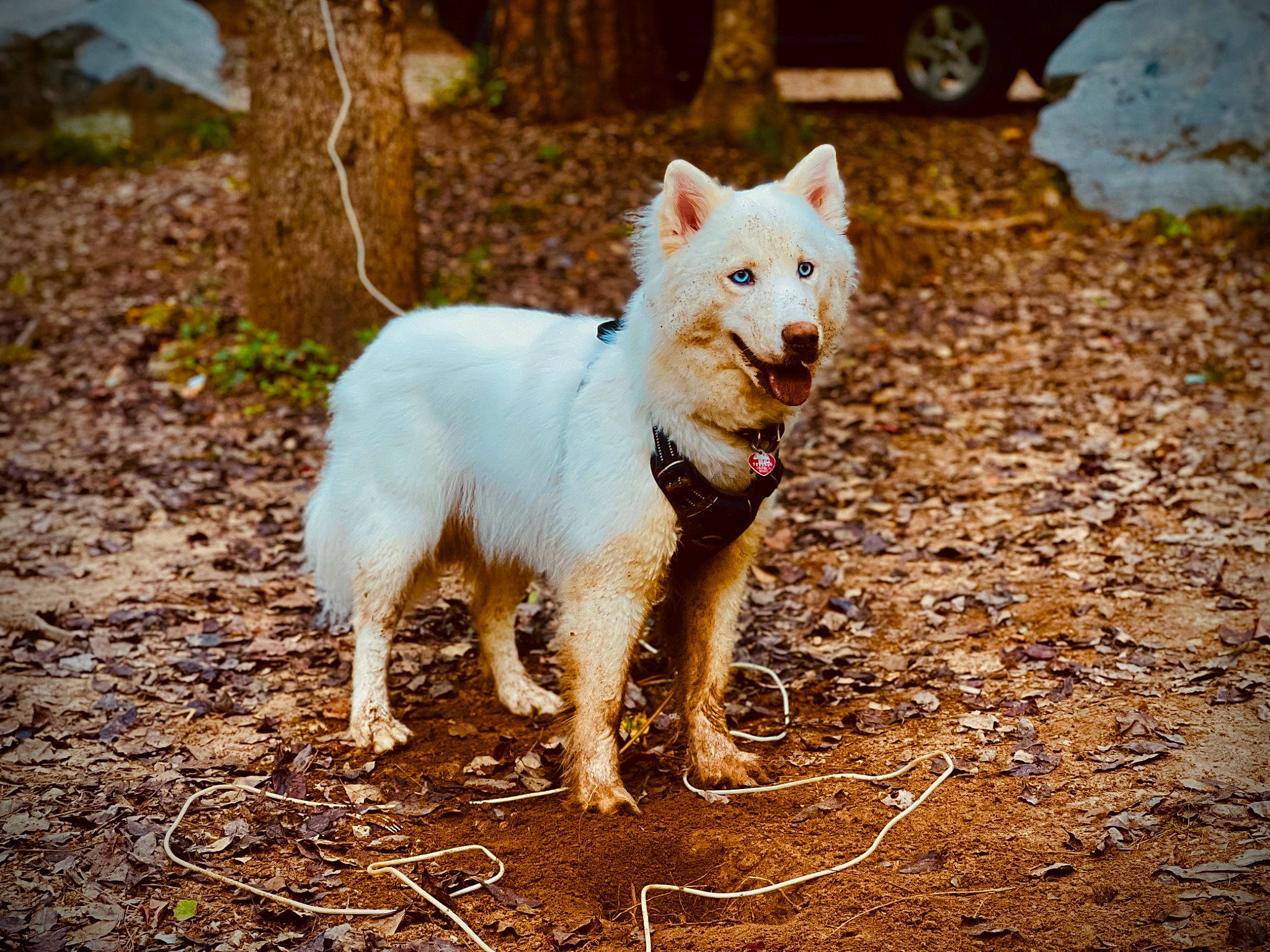 Nanuk is registered to the contest to win money with this photo: canidae, canis_lupus_tundrarum, carnivore, companion_dog, dog, dog_breed, fawn, fur, grass, non_sporting_group, plant, snout, soil, sporting_group, tail, terrestrial_animal, tree, wildlife, working_animal, working_dog
