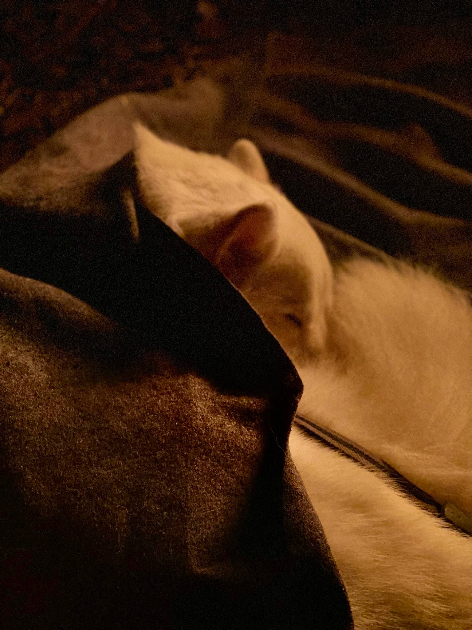 Nanuk is registered to the contest to win money with this photo: brown, comfort, darkness, fur, grey, landscape, linens, macro_photography, monochrome_photography, pattern, rock, shadow, sleeve, still_life_photography, tail, tints_and_shades, wood