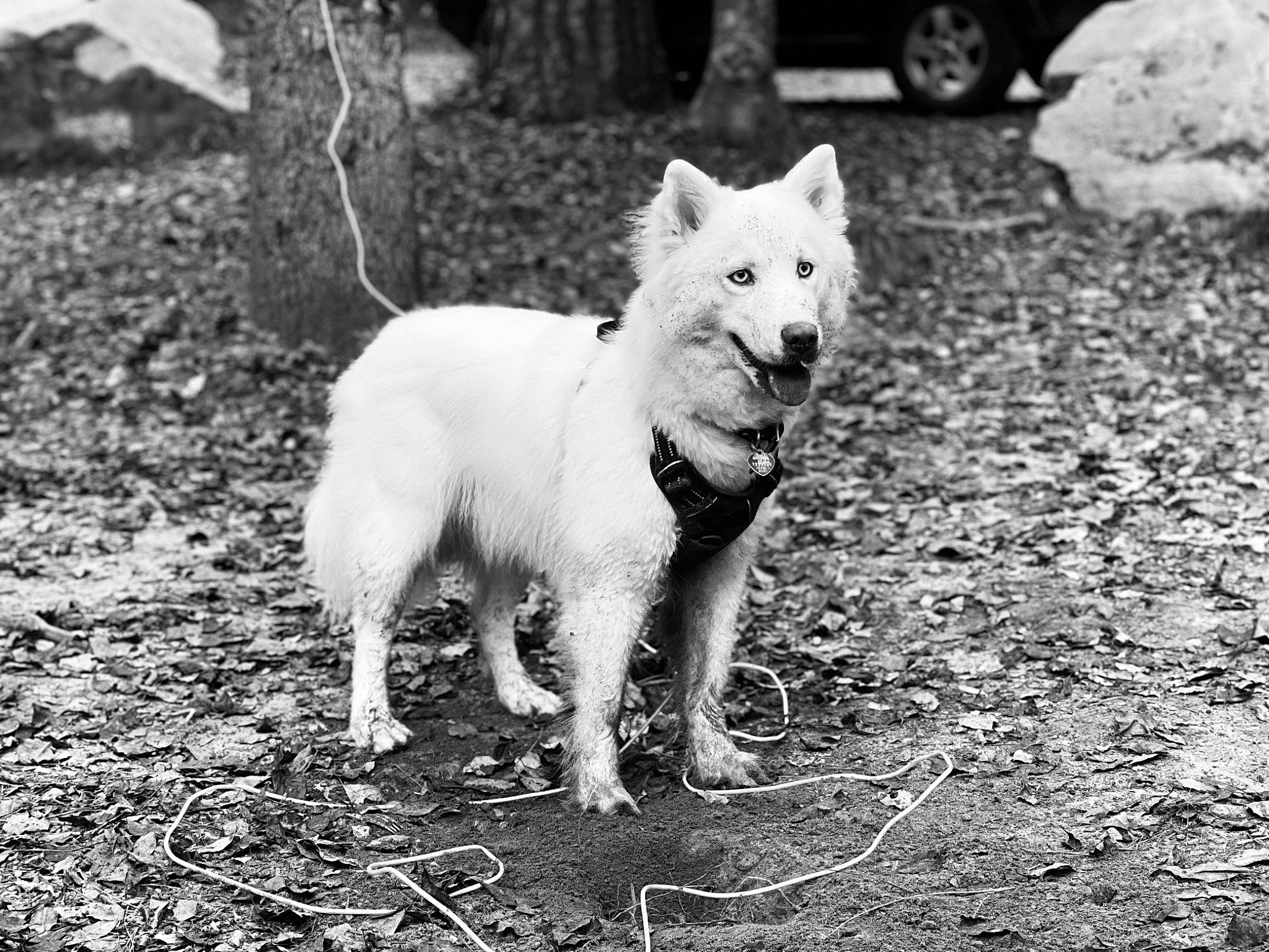 Nanuk is registered to the contest to win money with this photo: black, black_and_white, canidae, carnivore, companion_dog, dog, dog_breed, fur, monochrome, monochrome_photography, plant, snout, sporting_group, stock_photography, style, tail, terrestrial_animal, wildlife, working_animal, working_dog