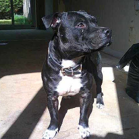 Chief is registered to the contest to win money with this photo: