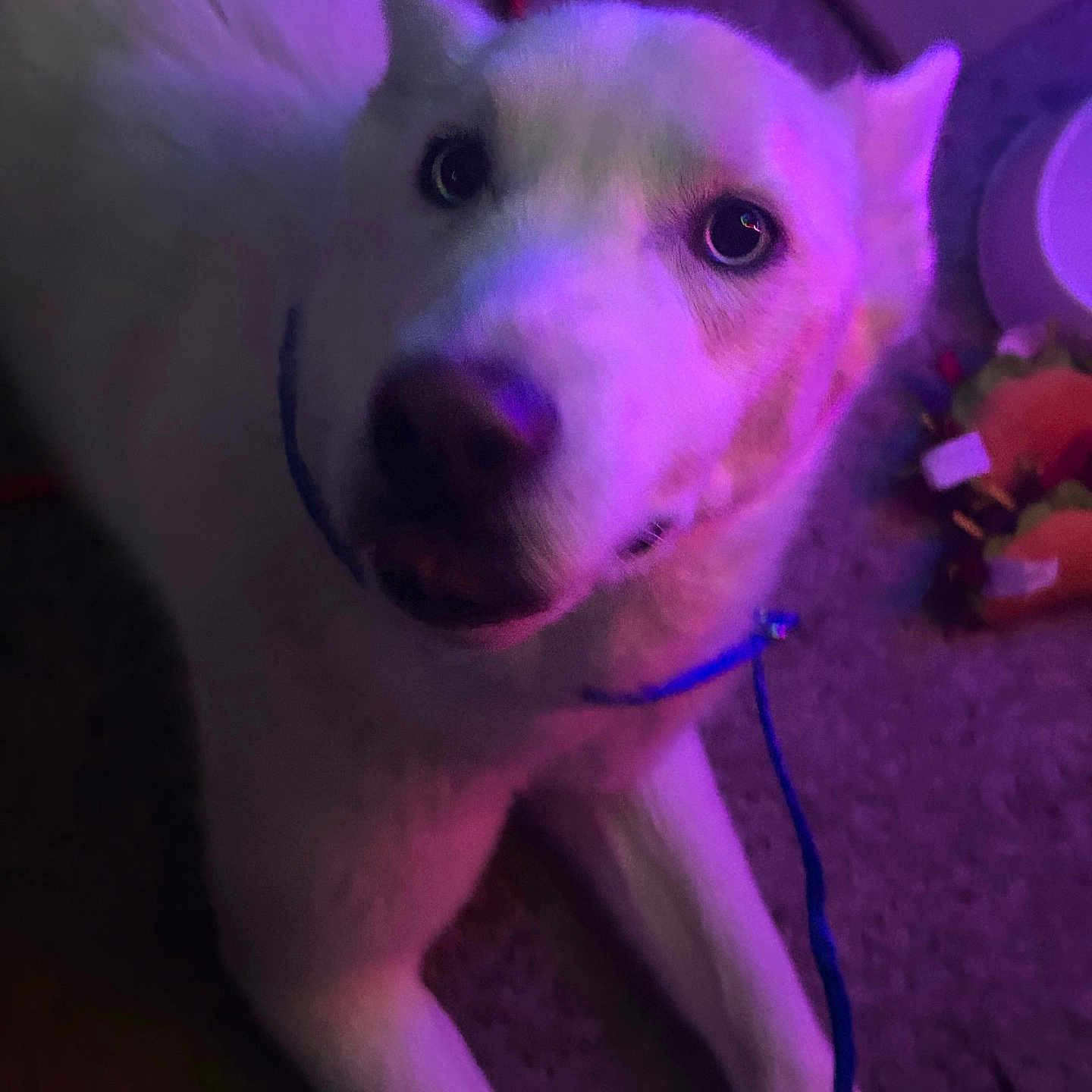 Zro is registered to the contest to win money with this photo: animal, canine, carpet, closeup, companion, dog, domestic_animal, ears, eyes, fur, indoor, leash, lying_down, muzzle, pet, playful, purple_light, snout, toy, white_dog