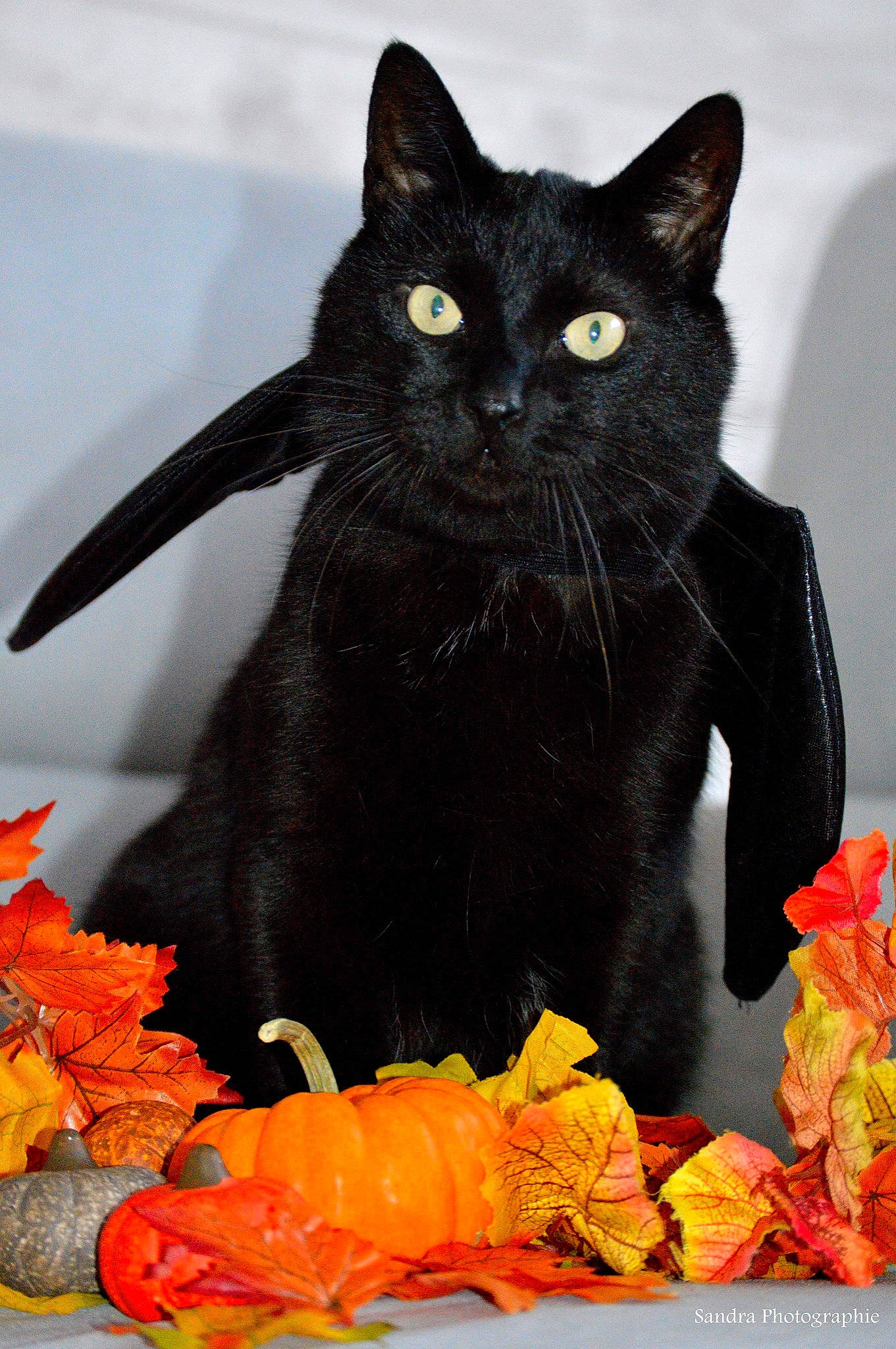 Hisidor a rejoint le concours — aidez-le/la à gagner de superbes lots ! art, black_cat, bombay, calabaza, carnivore, cat, claw, domestic_short_haired_cat, event, felidae, fur, havana_brown, organism, plant, pumpkin, small_to_medium_sized_cats, snout, tail, vegetable, whiskers