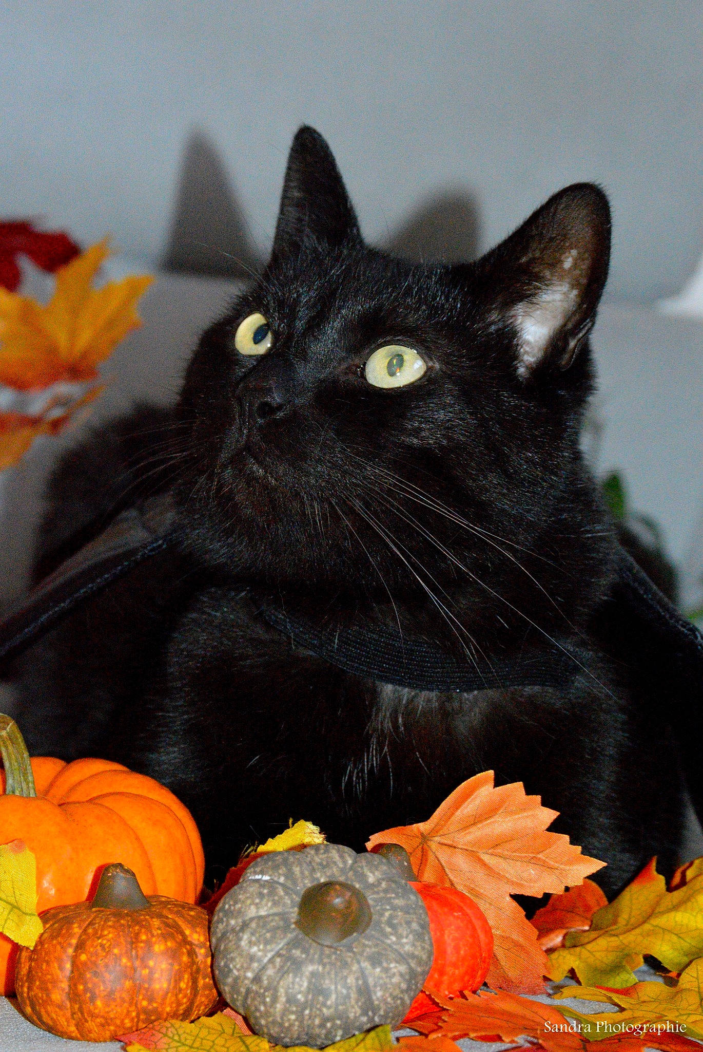 Hisidor a rejoint le concours — aidez-le/la à gagner de superbes lots ! black_cat, bombay, calabaza, carnivore, cat, cucurbita, domestic_short_haired_cat, event, felidae, gourd, mammal, natural_foods, pumpkin, small_to_medium_sized_cats, snout, squash, vegetable, whiskers, window, winter_squash