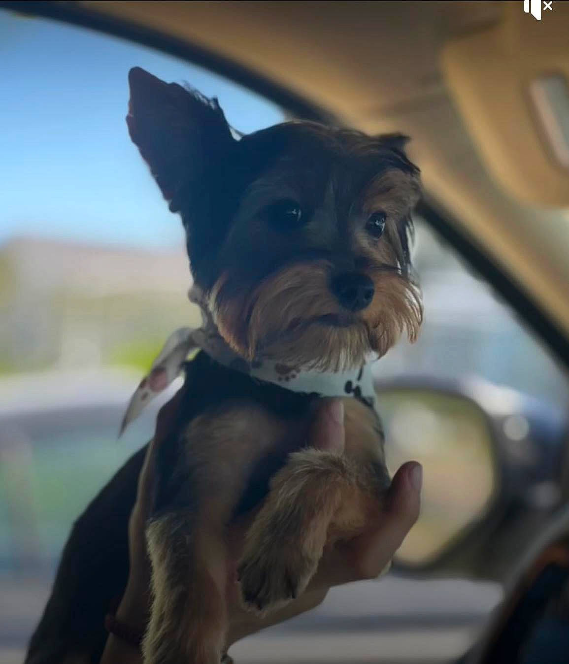 K C is registered to the contest to win money with this photo: canidae, carnivore, collar, companion_dog, dog, dog_breed, dog_collar, ear, family_car, fawn, liver, non_sporting_group, small_terrier, snout, sporting_group, terrier, toy_dog, windshield, working_animal