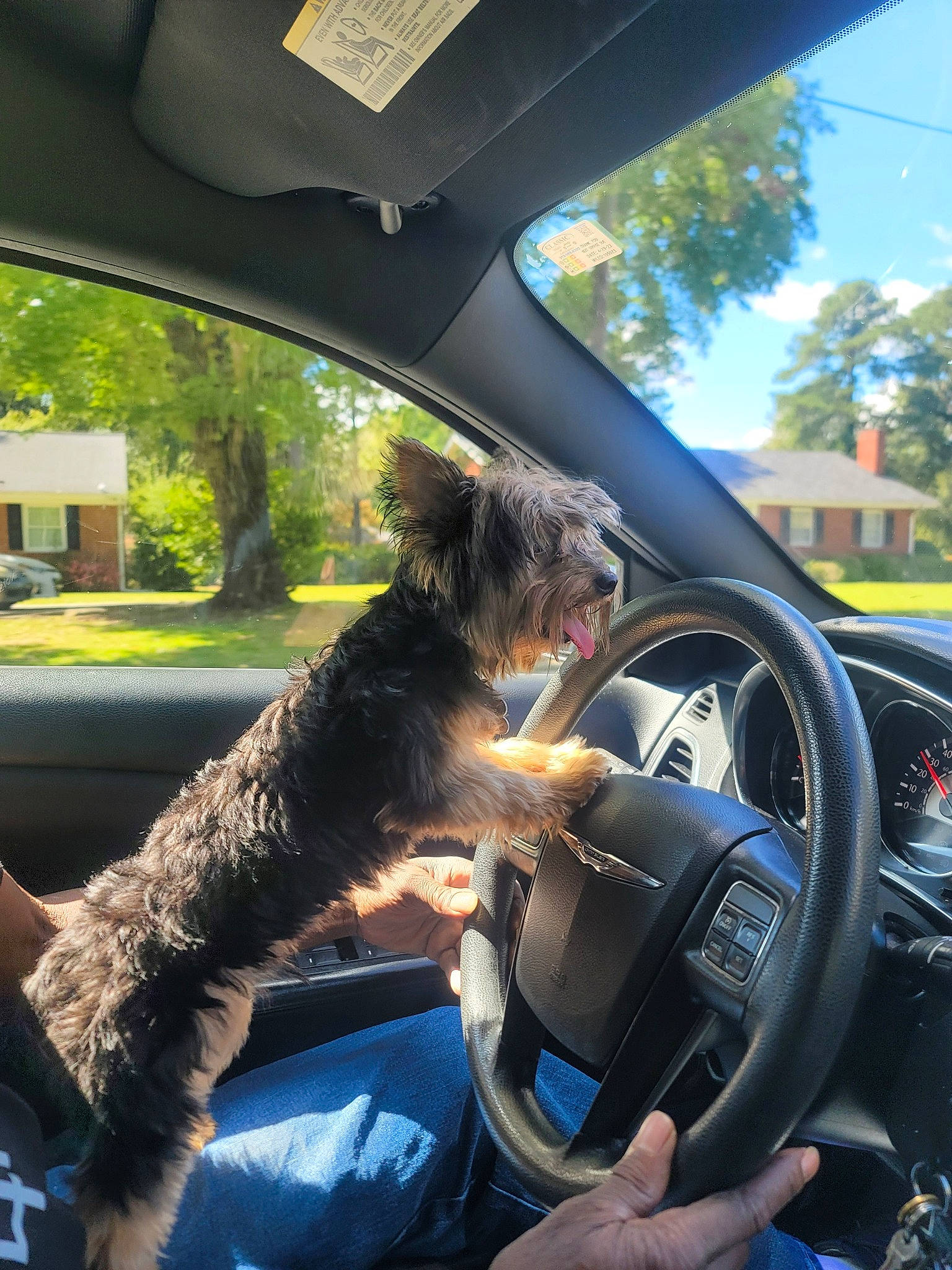 K C joined the competition — help win amazing prizes! auto_part, automotive_design, automotive_exterior, automotive_mirror, car, carnivore, companion_dog, dog, dog_breed, motor_vehicle, personal_luxury_car, plant, rear_view_mirror, sky, steering_part, steering_wheel, tree, vehicle, vehicle_door, windshield