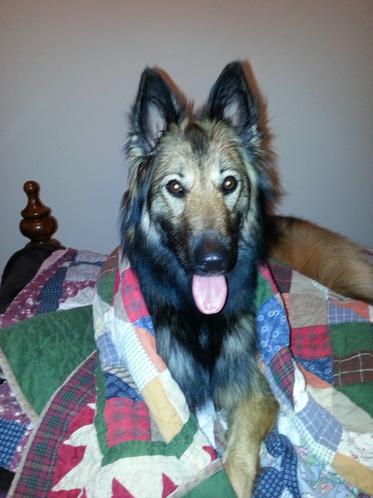 Kaylee is registered to the contest to win money with this photo: canidae, carnivore, companion_dog, dog, dog_breed, dog_supply, east_european_shepherd, fur, german_shepherd_dog, guard_dog, herding_dog, king_shepherd, old_german_shepherd_dog, pattern, plaid, snout, sporting_group, tartan, working_dog