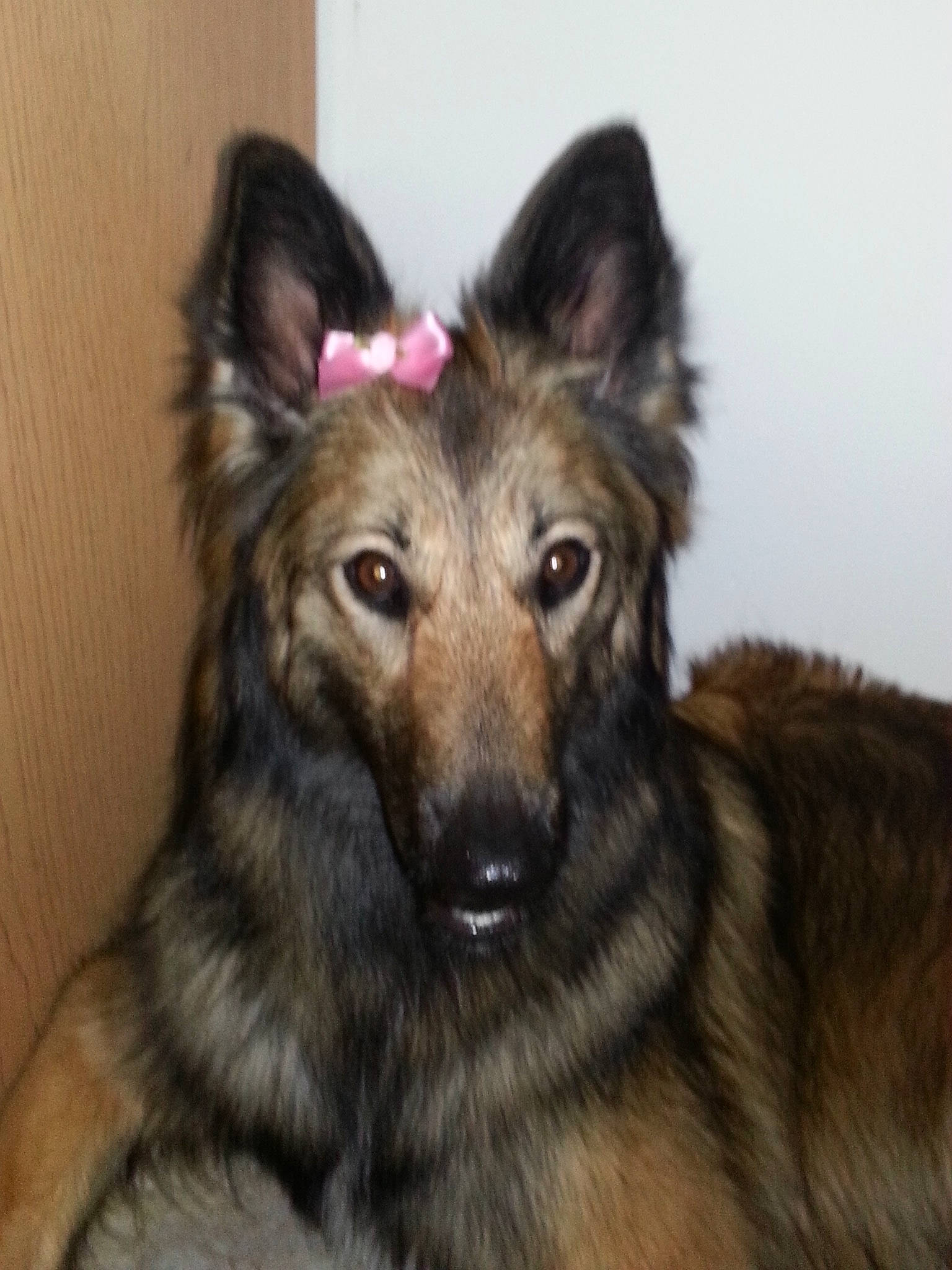 Kaylee is registered to the contest to win money with this photo: bohemian_shepherd, canidae, carnivore, companion_dog, dog, dog_breed, east_european_shepherd, fawn, fur, german_shepherd_dog, herding_dog, king_shepherd, liver, old_german_shepherd_dog, pack_animal, snout, sporting_group, terrestrial_animal, working_animal, working_dog