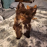 Lulu joined the competition — help win amazing prizes! animal, background_dog, bed, blanket, brown, comfort, cozy, cute, dog, ears, eyes, fluffy, fur, home, indoor, pet, puppy, sleeping_area, small_dog, white