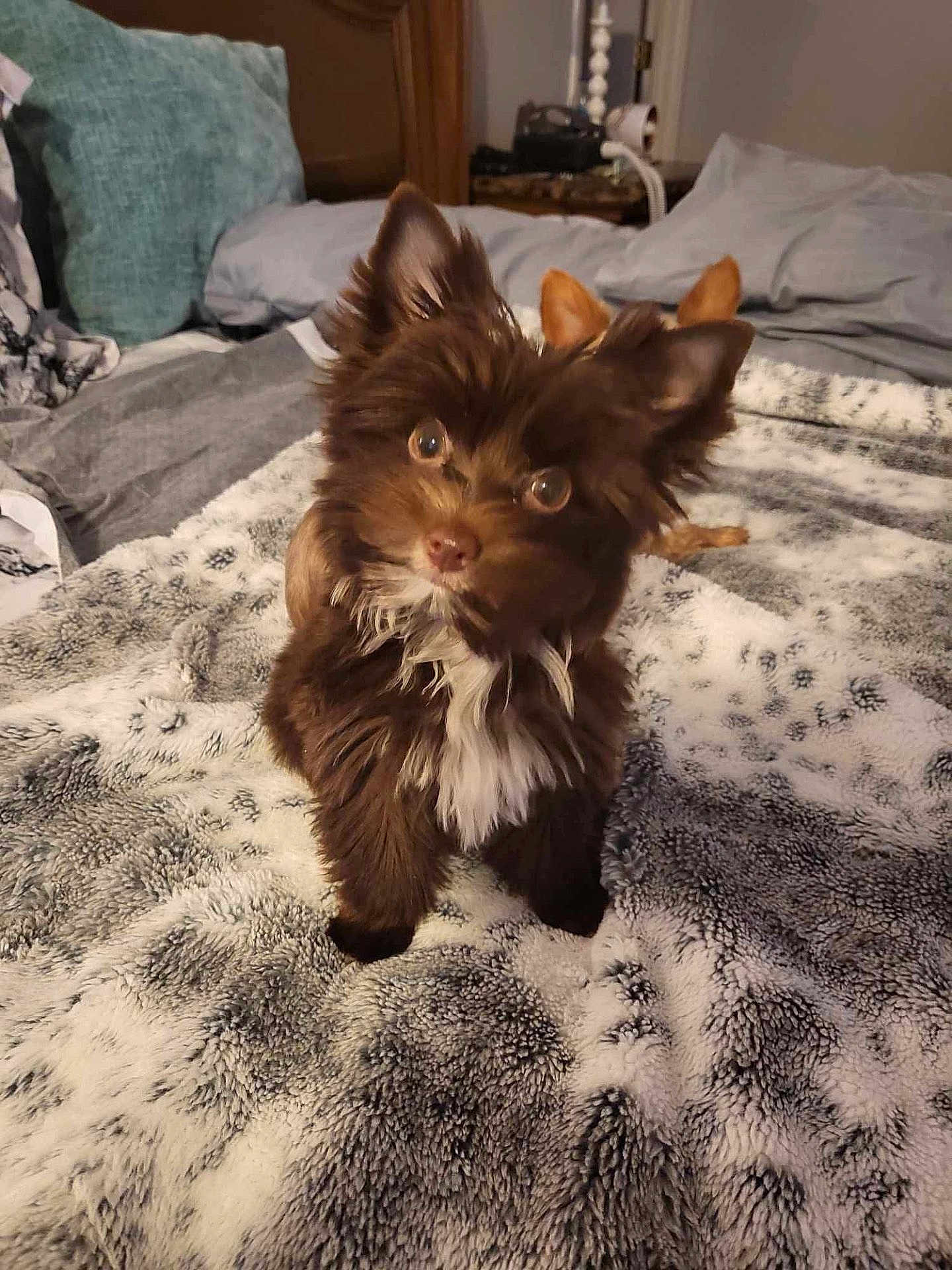 Lulu