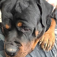 Teddy Bear Hamers joined the competition — help win amazing prizes! rottweiler, dog, close_up, paw, resting, black_fur, brown_fur, pet, canine, domestic_animal, face, snout, ear, human_hand, indoor, fabric, texture, animal, companion, relaxation