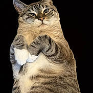 Gus is registered to the contest to win money with this photo: cat, tabby, white_paws, pet, animal, feline, cute, posing, chubby, fur, whiskers, ears, face, portrait, indoor, isolated, sitting, looking_up, black_background, domestic_cat