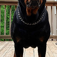 Maggie Mae joined the competition — help win amazing prizes! dog, rottweiler, canine, pet, black_and_tan, standing, portrait, close_up, chain_collar, deck, wooden_floor, outdoor, backyard, house, railing, trees, greenery, front_view, alert, animal