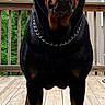 dog, rottweiler, canine, pet, black_and_tan, standing, portrait, close_up, chain_collar, deck, wooden_floor, outdoor, backyard, house, railing, trees, greenery, front_view, alert, animal