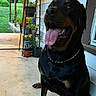 Maggie Mae is registered to the contest to win money with this photo: dog, rottweiler, pet, sitting, panting, tongue, smiling, black_and_brown, collar, porch, outdoors, house, plants, potted_plants, garden, lawn, doorway, portrait, happy, companion_animal