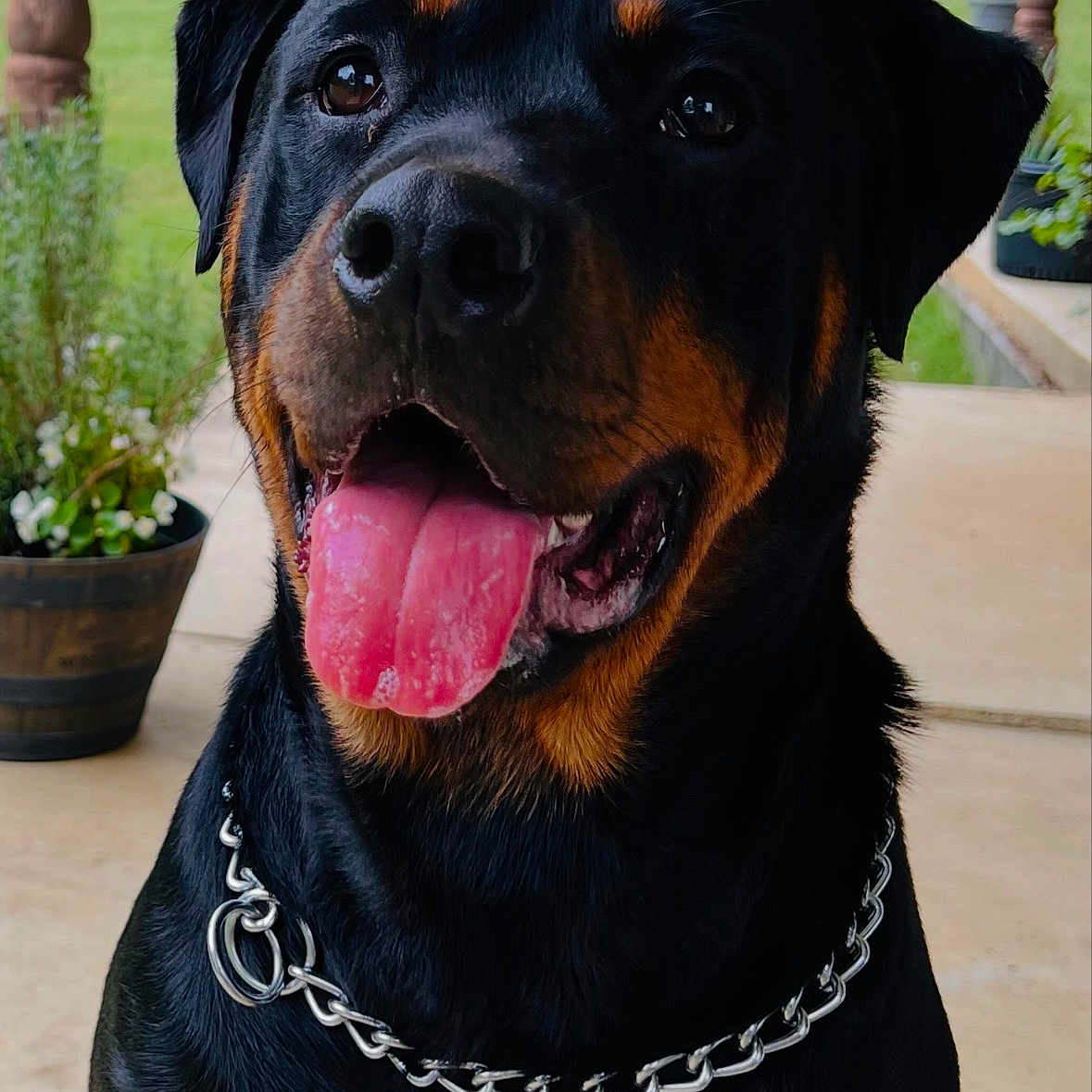 Maggie Mae