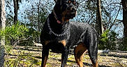 Maggie Mae joined the competition — help win amazing prizes! dog, rottweiler, canine, black_and_tan, standing, outdoors, forest, woodland, trees, nature, moss, sunlight, collar, chain_collar, leash, portrait, animal, guard_dog, fur, blue_sky