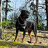 dog, rottweiler, canine, black_and_tan, standing, outdoors, forest, woodland, trees, nature, moss, sunlight, collar, chain_collar, leash, portrait, animal, guard_dog, fur, blue_sky