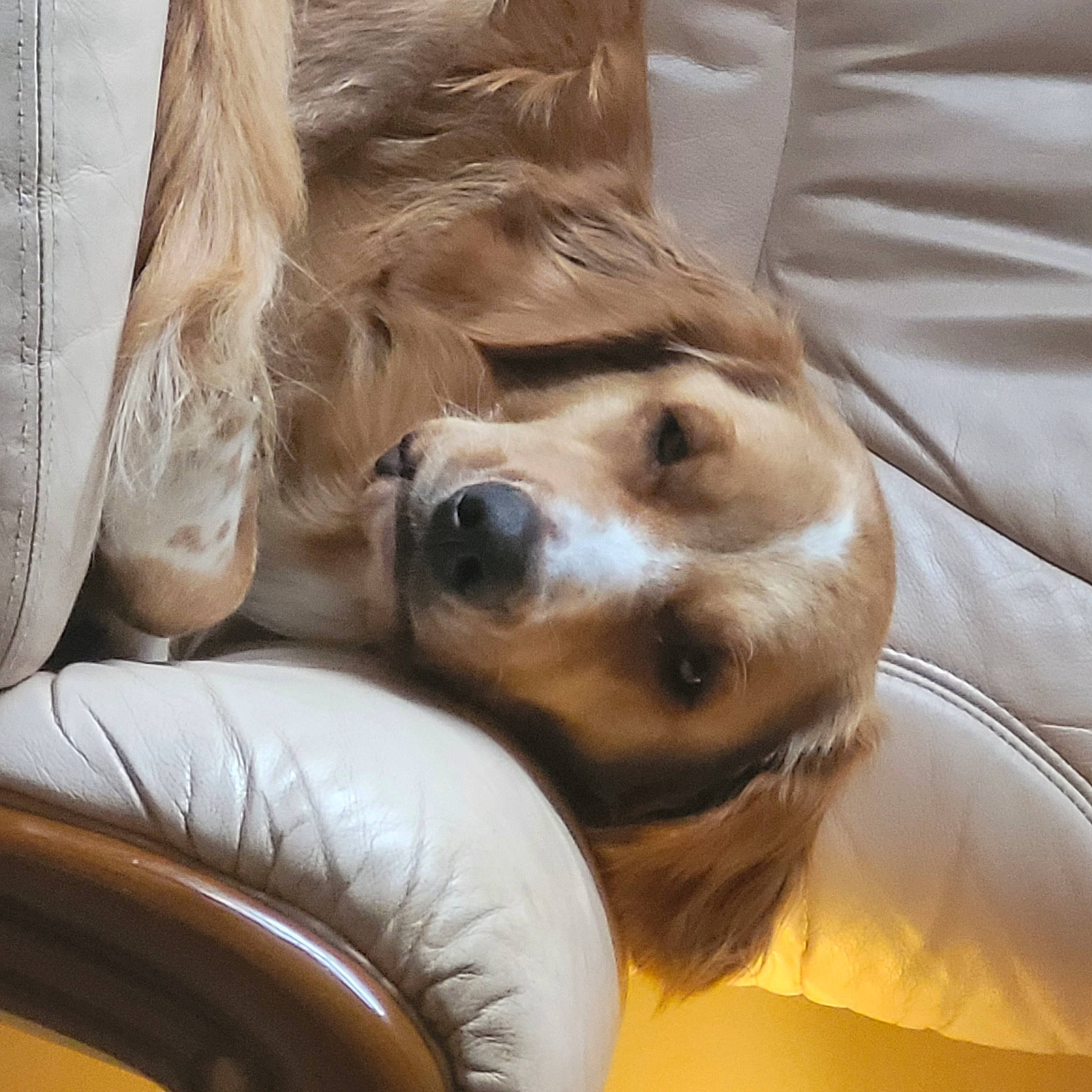 Myrtilles a rejoint le concours — aidez-le/la à gagner de superbes lots ! aircraft, bed, bedding, canidae, carnivore, comfort, companion_dog, dog, dog_breed, fawn, fur, linens, liver, snout, spaniel, sporting_group, toy_dog, whiskers, wood, working_animal