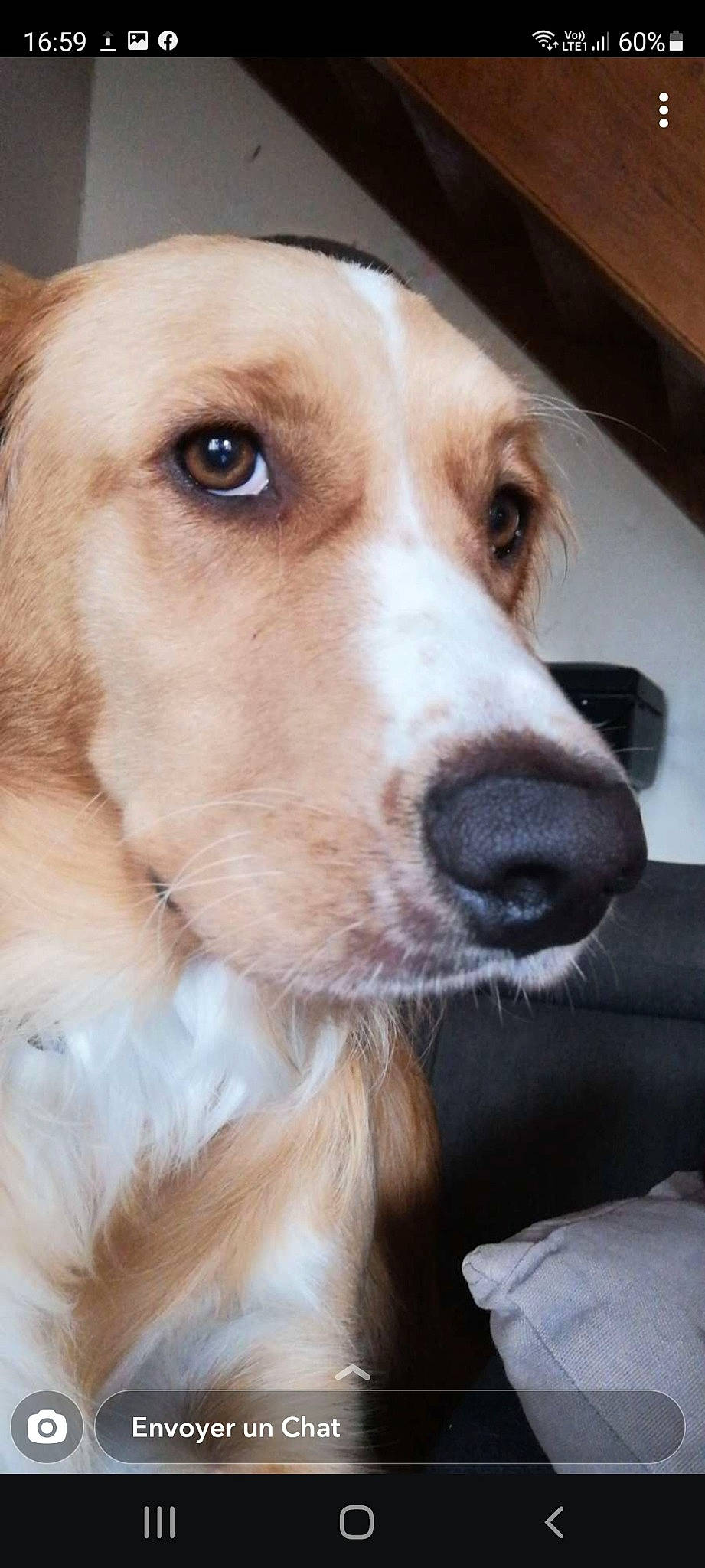 Myrtilles participe au concours pour gagner de l'argent avec cette photo : ancient_dog_breeds, canidae, carnivore, close_up, companion_dog, dog, dog_breed, fur, gun_dog, hound, hunting_dog, scent_hound, snout, sporting_group, whiskers, working_animal, working_dog