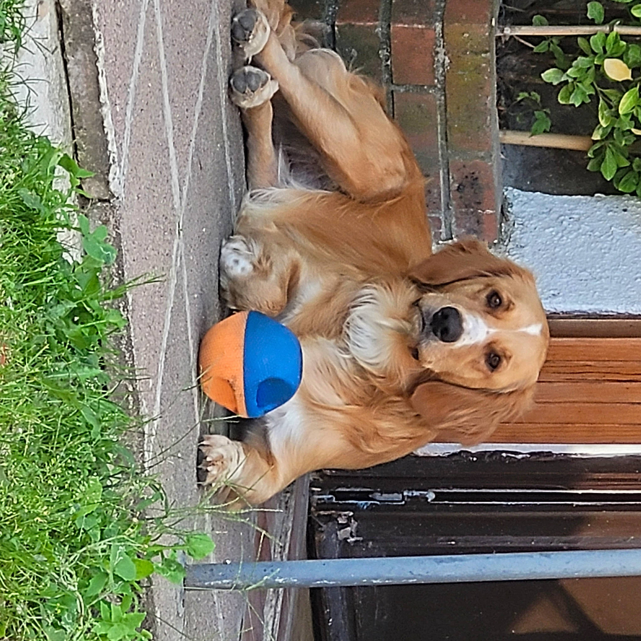 Myrtilles participe au concours pour gagner de l'argent avec cette photo : art, carnivore, carving, chainsaw_carving, companion_dog, fawn, garden, grass, human_leg, lawn_ornament, leisure, monument, plant, sculpture, sporting_group, statue, thigh, trunk, wood, working_animal