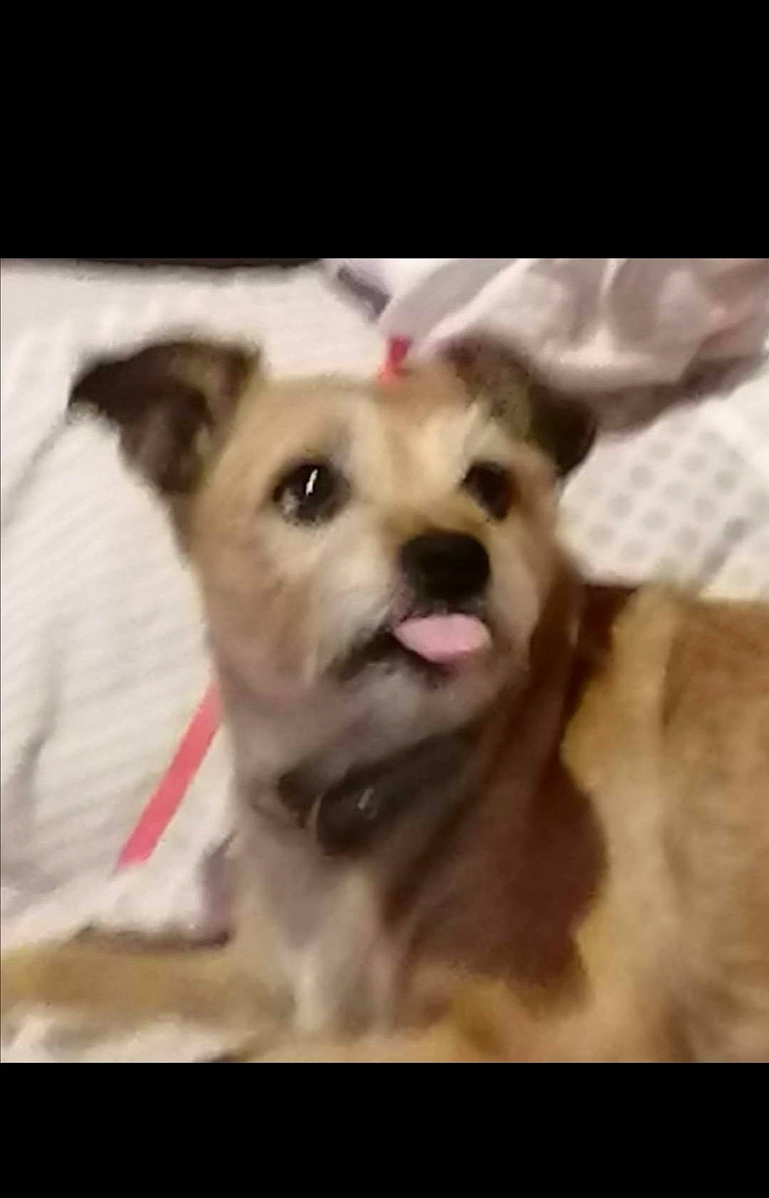 Luna participe au concours pour gagner de l'argent avec cette photo : american_pit_bull_terrier, canidae, carnivore, companion_dog, dog, dog_breed, ear, fawn, mammal, non_sporting_group, puppy, puppy_love, rare_breed_dog, snout, sporting_group, vertebrate, whiskers