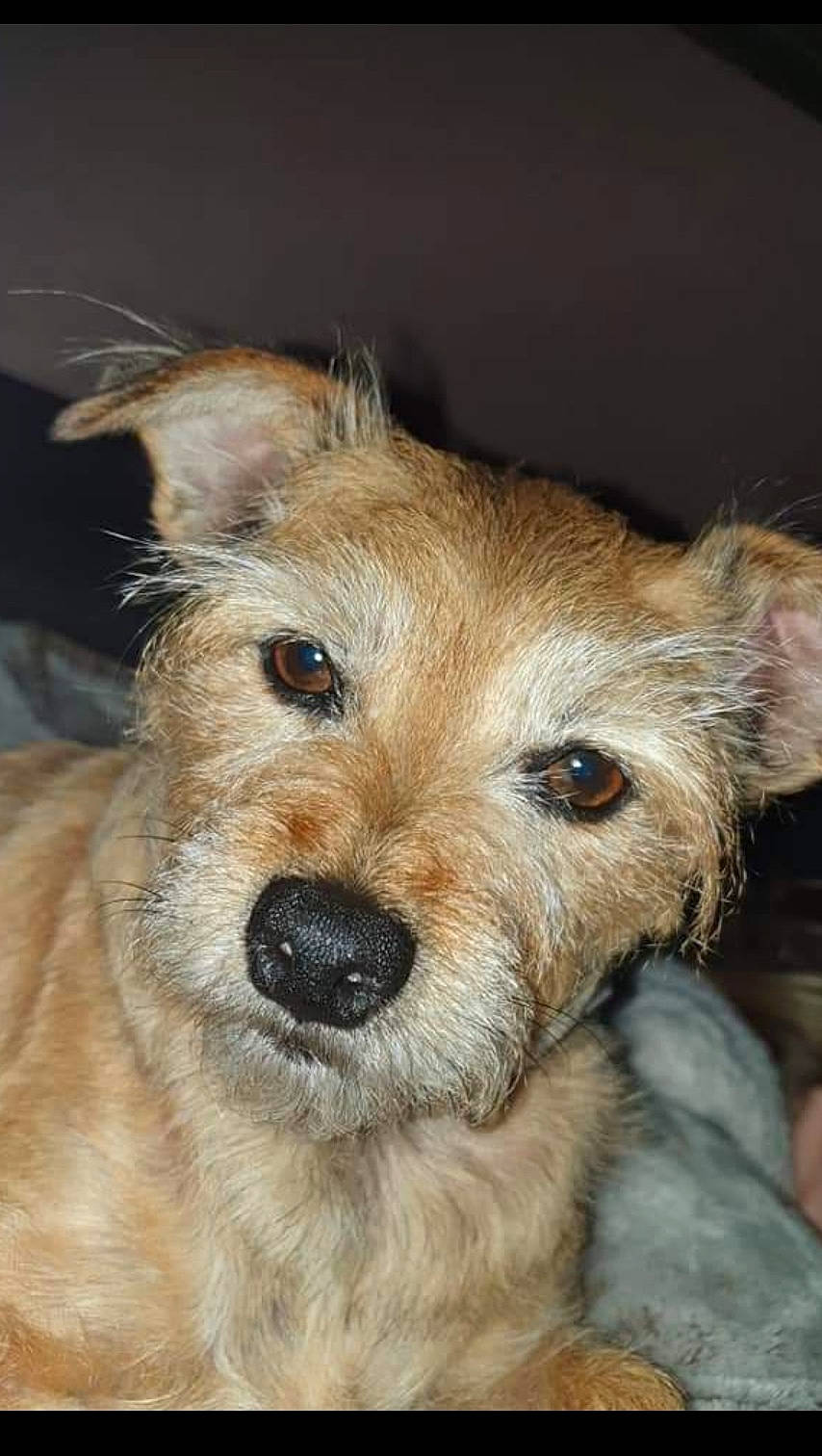 Luna a rejoint le concours — aidez-le/la à gagner de superbes lots ! australian_terrier, berger_picard, cairn_terrier, canidae, carnivore, companion_dog, dog, dog_breed, dutch_smoushond, fawn, glen_of_imaal_terrier, mammal, norfolk_terrier, norwich_terrier, rare_breed_dog, small_terrier, snout, sporting_lucas_terrier, terrier, vertebrate