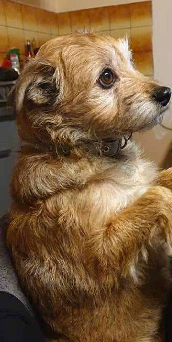 Luna a rejoint le concours — aidez-le/la à gagner de superbes lots ! border_terrier, cairn_terrier, canidae, carnivore, companion_dog, dog, dog_breed, dutch_smoushond, glen_of_imaal_terrier, mammal, morkie, norfolk_terrier, puppy, rare_breed_dog, schnoodle, small_terrier, sporting_lucas_terrier, terrier, vertebrate, yorkipoo