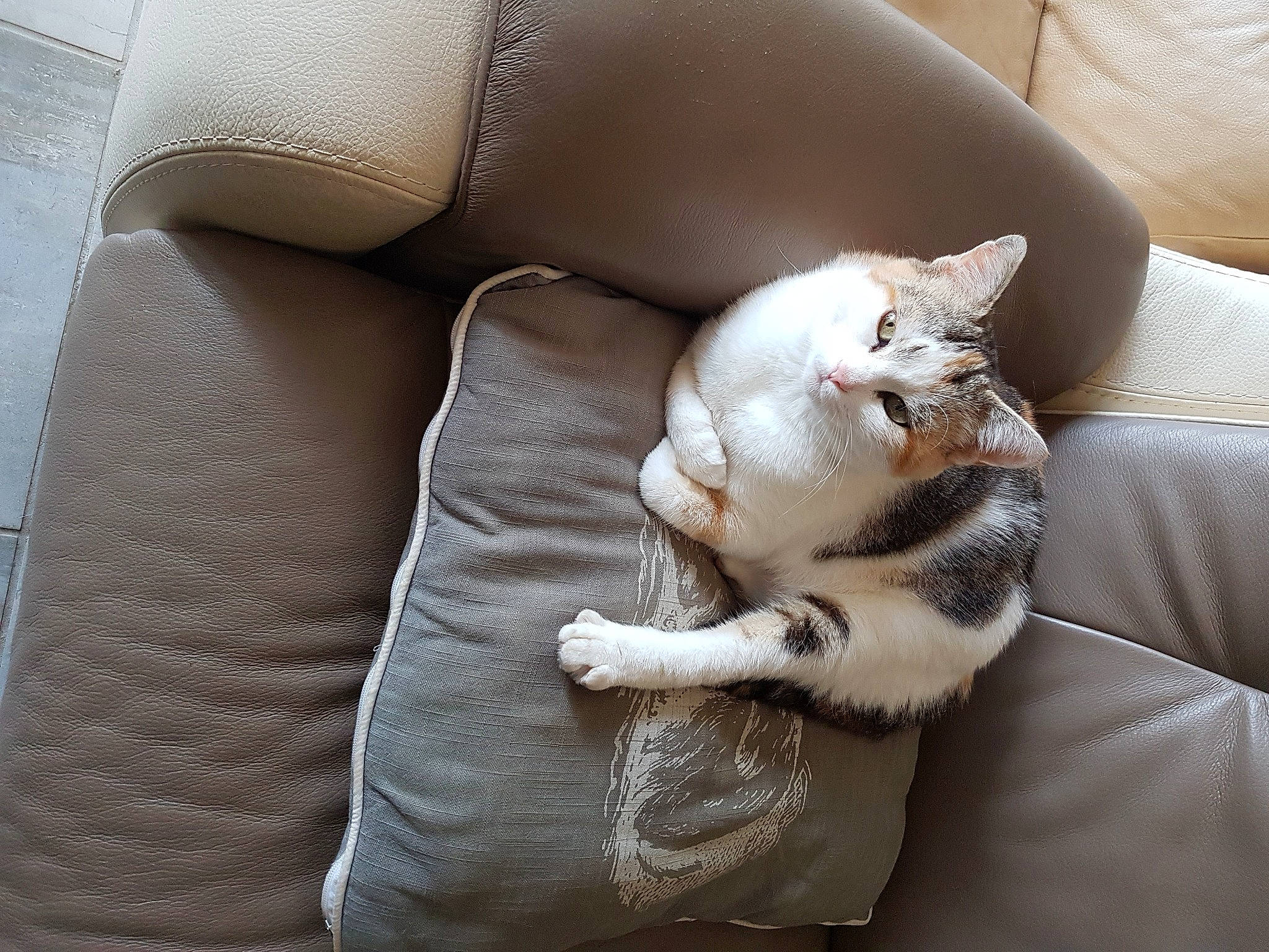 Caline a rejoint le concours — aidez-le/la à gagner de superbes lots ! carnivore, cat, chair, claw, comfort, couch, domestic_short_haired_cat, fawn, felidae, fur, furniture, grey, human_leg, linens, paw, small_to_medium_sized_cats, snout, tail, whiskers, wood