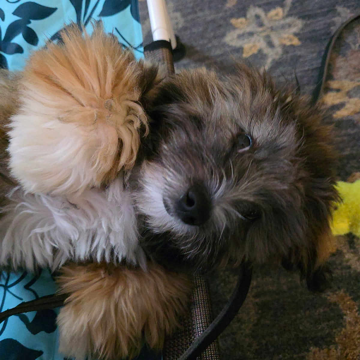 King is registered to the contest to win money with this photo: animal, black, blue, brown, carpet, closeup, cozy, cute, cute_pet, dog, fabric, fluffy, fur, indoors, lying_down, pet, puppy, relaxing, white, young