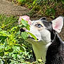 dog, husky, blue_eyes, rose, flower, greenery, garden, plants, sniffing, outdoor, nature, sunlight, pet, animal, fur, black_and_white, close_up, leaf, curious, serene