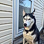 Aries is registered to the contest to win money with this photo: dog, husky, pet, animal, outdoor, doorstep, house, tongue_out, sitting, black_and_white, fur, ears, eyes, canine, muzzle, portrait, sidewalk, window, door, mat