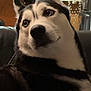 Aries joined the competition — help win amazing prizes! dog, husky, pet, animal, indoor, couch, close_up, fur, ears, black_and_white, face, canine, looking_sideways, domestic, home, furniture, relaxed, eyes, portrait, mammal