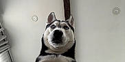 Aries is registered to the contest to win money with this photo: husky, dog, blue_eyes, pet, animal, indoor, ceiling, window, blinds, black_and_white, fur, portrait, looking_up, nose, ears, whiskers, close_up, canine, house, domestic