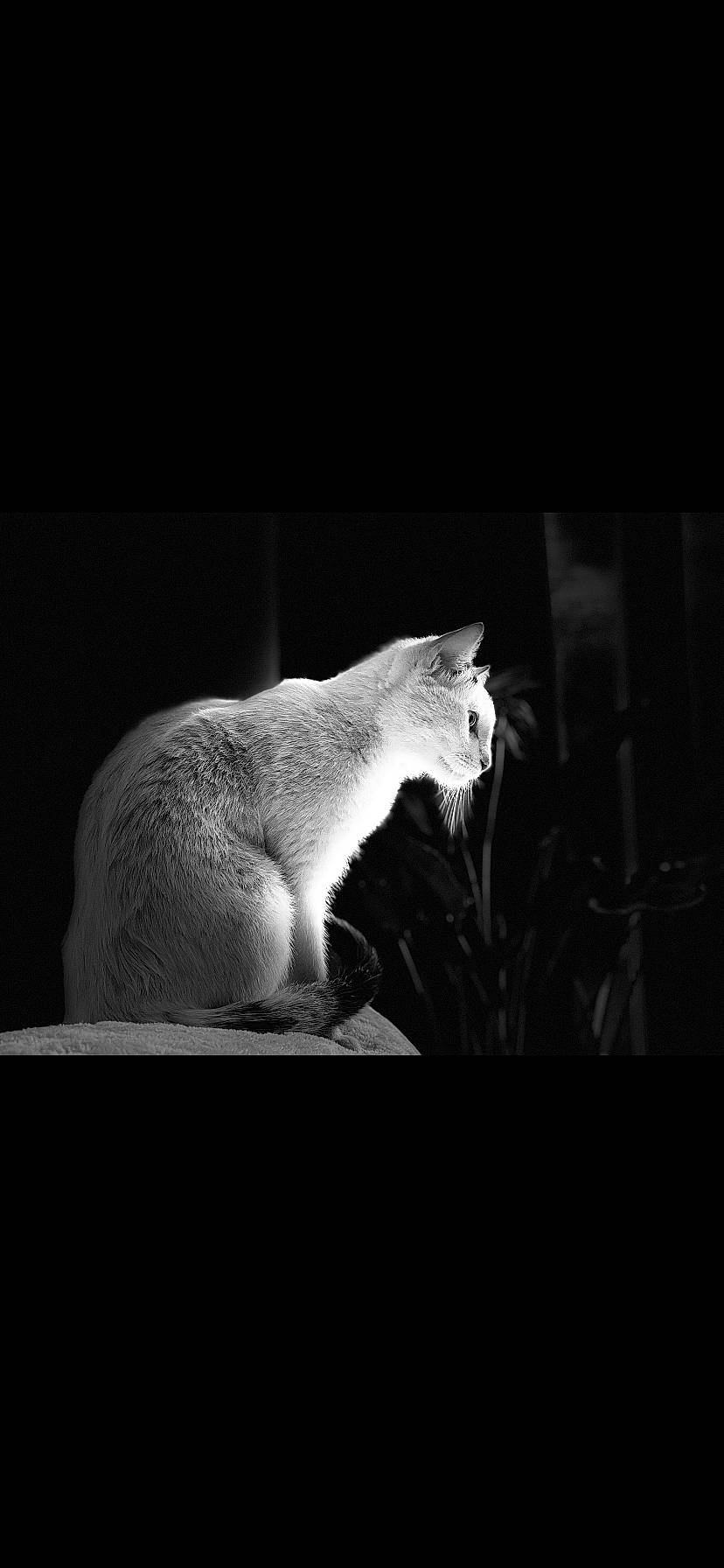 Joe participe au concours pour gagner de l'argent avec cette photo : art, canidae, carnivore, claw, darkness, felidae, flash_photography, fur, marsupial, monochrome, monochrome_photography, paw, rodent, small_to_medium_sized_cats, still_life_photography, style, tail, terrestrial_animal, whiskers, wildlife