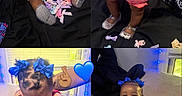 Aleiyah joined the competition — help win amazing prizes! baby, child, blue_bow, red_clothing, sitting, standing, indoor, bedspread, hair_bows, cute, infant, person, supporting_hands, window, pillow, footwear, black_background, collage, smiling, playing
