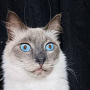 Snowball is registered to the contest to win money with this photo: cat, blue_eyes, fluffy, close_up, gray_fur, white_fur, whiskers, ears, pet, animal, portrait, feline, indoor, mammal, cute, alert, fur_texture, looking_away, soft_light, dark_background