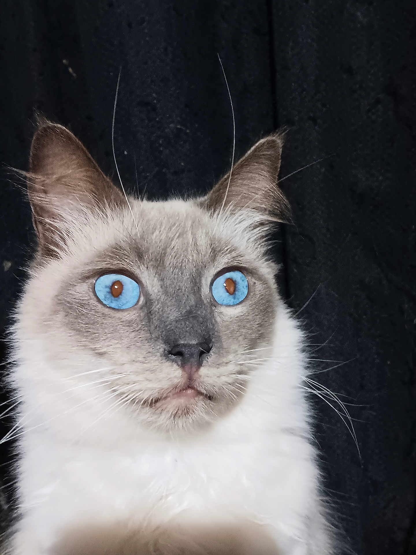 Snowball is registered to the contest to win money with this photo: cat, blue_eyes, fluffy, close_up, gray_fur, white_fur, whiskers, ears, pet, animal, portrait, feline, indoor, mammal, cute, alert, fur_texture, looking_away, soft_light, dark_background