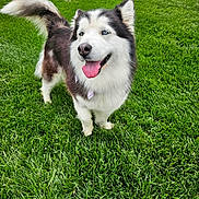 Willow is registered to the contest to win money with this photo: dog, siberian_husky, blue_eyes, tongue_out, happy, grass, outdoor, pet, canine, fur, tail, nature, animal, playful, mammal, cute, summer, daylight, standing, friendly