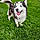 Willow