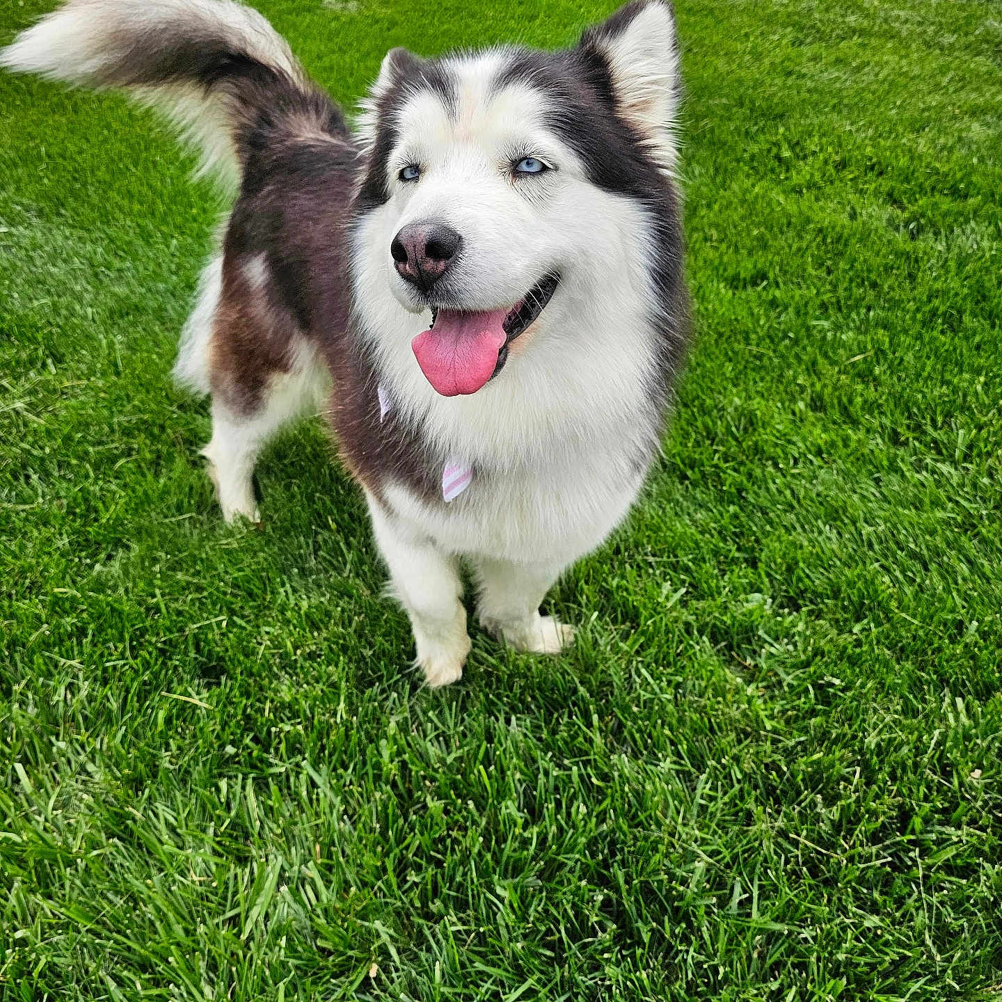 Willow