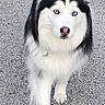 Willow joined the competition — help win amazing prizes! alert, animal, black_fur, blue_eyes, canine, companion, dog, friendly, fur, ground, husky, leash, mammal, nature, outdoor, pet, portrait, walking, walking_dog, white_fur