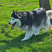 Willow joined the competition — help win amazing prizes! animal, canine, daytime, dog, domestic_animal, fence, field, fur, grass, happy, husky, mammal, nature, outdoor, pet, playful, sunlight, tongue_out, tree, walking