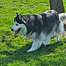 animal, canine, daytime, dog, domestic_animal, fence, field, fur, grass, happy, husky, mammal, nature, outdoor, pet, playful, sunlight, tongue_out, tree, walking