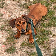 Zig Zag participe au concours pour gagner de l'argent avec cette photo : dog, brown_dog, leash, collar, grass, dirt, outdoor, pet, canine, animal, lying_down, looking_up, ears, snout, paws, nature, ground, daylight, cute, domestic_animal