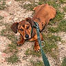 dog, brown_dog, leash, collar, grass, dirt, outdoor, pet, canine, animal, lying_down, looking_up, ears, snout, paws, nature, ground, daylight, cute, domestic_animal
