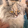animal, cat, close_up, cozy, cute, domestic_cat, face, feline, fluffy, fur, golden_eyes, hand, indoor, long_hair, pet, portrait, relaxed, tabby, whiskers, yellow_eyes