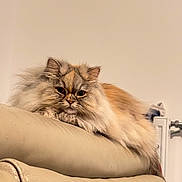 Venus a rejoint le concours — aidez-le/la à gagner de superbes lots ! cat, fluffy, long_hair, feline, pet, indoor, couch, beige, relaxed, lounging, fur, domestic_animal, animal, face, ears, whiskers, eyes, resting, home, calm