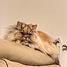 animal, beige, calm, cat, couch, domestic_animal, ears, eyes, face, feline, fluffy, fur, home, indoor, long_hair, lounging, pet, relaxed, resting, whiskers