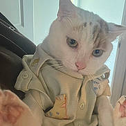 Mellow joined the competition — help win amazing prizes! animal, cat, closeup, clothing, cute, domestic_cat, ears, feline, fur, holding, indoor, paw, pet, pet_clothing, pink_nose, portrait, shirt, soft_lighting, whiskers, white_cat